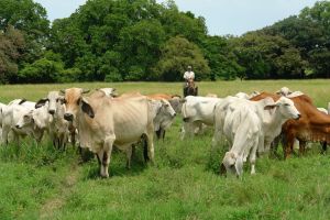 Rancho-Hato-Viejo-Anton